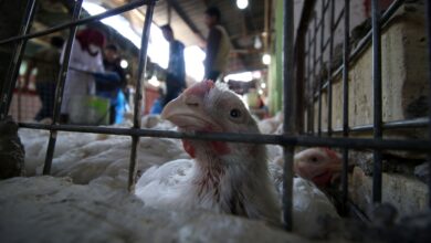 صورة اقتصاديون: غياب الدور الحكومي سبب رئيس لعدم الوصول للاكتفاء الذاتي من إنتاج الدجاج في العراق