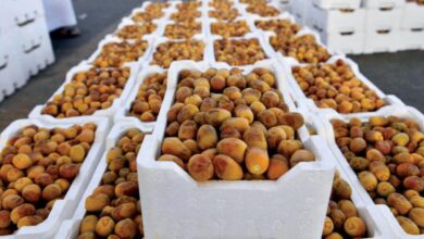 صورة وزارة الزراعة في العراق: التوجه للبحث عن منافذ جديدة لتصدير التمور