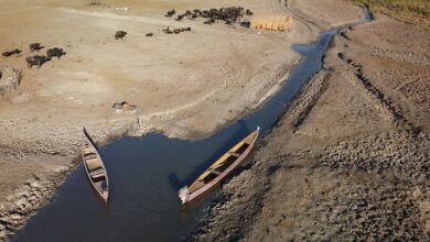 صورة تحذير نيابي من كارثة بيئية تهدد الأهوار في العراق وتعرّض الثروة السمكية للهلاك