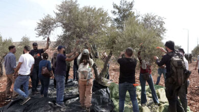 صورة فلسطيني يتحدى المحتلين بـ “الفزعة” ويقطف زيتون الضفة