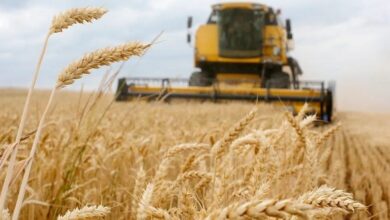صورة السلطات الحكومية في العراق تقول إن لديها خطة لاستيراد 750 ألف طن من القمح
