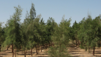 صورة موقع “نمبيو”: كل مواطن عراقي يحتاج إلى 75 شجرة لإنتاج ما يكفيه من الأوكسجين