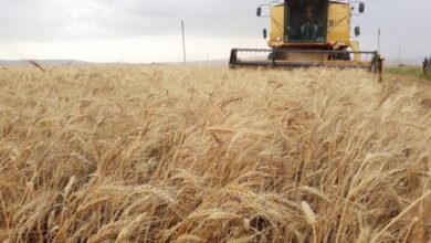 صورة رويترز: العراق يدفع ثمنًا باهظًا بسبب عدم توفر مخازن لمحصول القمح