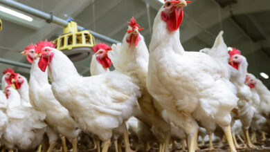 صورة جمعية مربي الدواجن بكردستان العراق: تكبدنا خسائر فادحة جراء حظر التصدير لباقي المحافظات