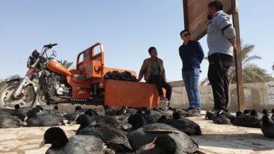 صورة تحذيرات من انقراض 16 نوعًا من الطيور المهاجرة إلى العراق بسبب الصيد الجائر