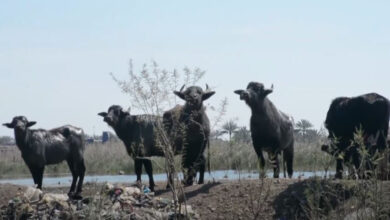 صورة عناصر من الميليشيات تستقدم أقربائها مع مواشيهم للاستيطان في صلاح الدين