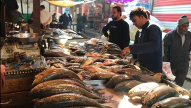 صورة مديرية زراعة القادسية: تم تسويق 14096 كغم من الأسماك لسد حاجة الأسواق المحلية