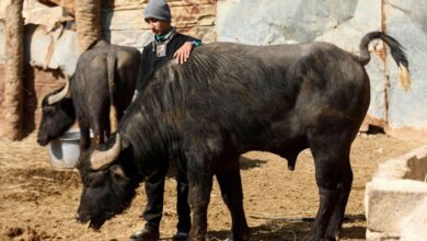 صورة الرئيس السابق لجمعية الفلاحين يحمل وزارة الزراعة مسؤولية اتساع رقعة انتشار الحمى