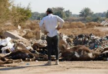 صورة صفقة جاموس فاسدة تنشر وباء في العراق وتودي إلى نفوق عشرات الآلاف من الماشية