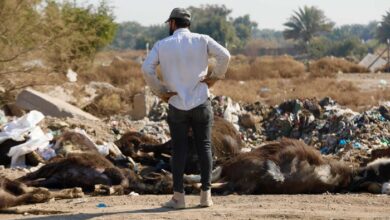 صورة صفقة جاموس فاسدة تنشر وباء في العراق وتودي إلى نفوق عشرات الآلاف من الماشية