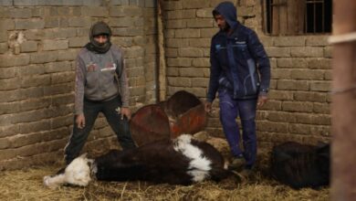 صورة الحمى القلاعية تنتشر بسرعة قياسية في العراق بسبب الإهمال الحكومي وغياب التدابير الوقائية
